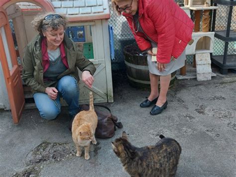 ami chat saint etienne|Amis Chats (refuge et garde danimaux) à Saint